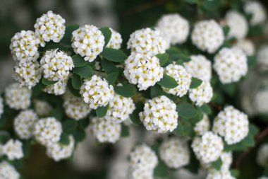 küçük hassas beyaz çiçekler arka plan