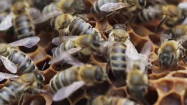 Makro yakın çekim arıların kovan içinde çalışma