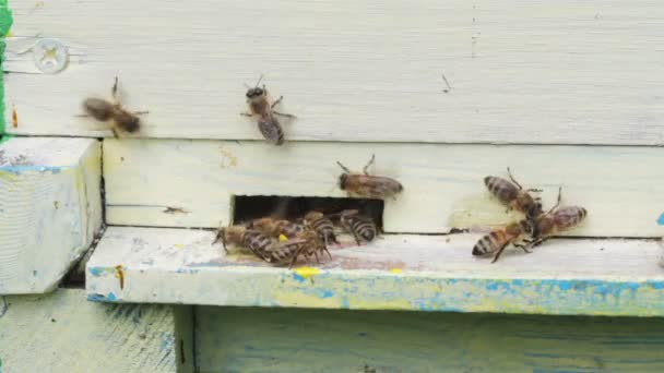 Närbild av kupans ingång med honungsbin flyger — Stockvideo