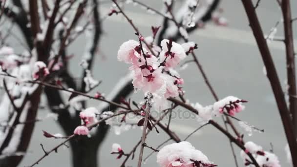 Tree spring pink flowers covered in snow — Stock Video