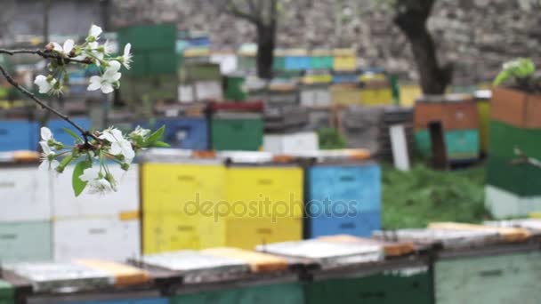 White tree flowers with beehives in the background — Stock Video