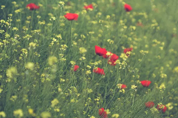 Papoila e canola campo de flores — Fotografia de Stock