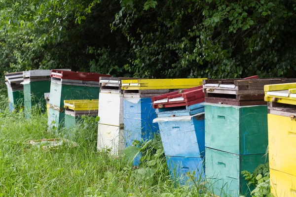 Bijenkorven door de rand van een groen bos — Stockfoto