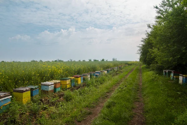 Rij van bijenkorven in een veld — Stockfoto