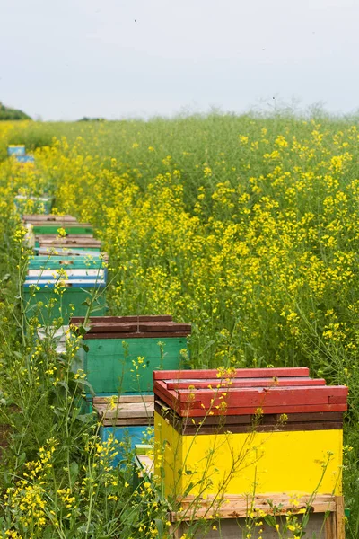 Bijenkorven in de buurt van een canola-veld — Stockfoto