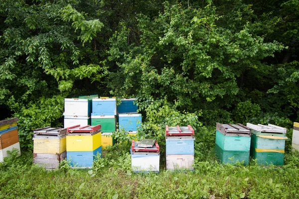 Beehives by the edge of a green forest — Stock Photo, Image