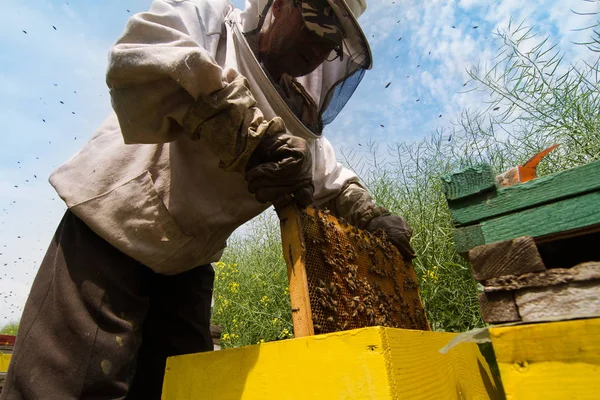 Μελισσοκόμος εργαζόμαστε κυψέλη — Φωτογραφία Αρχείου