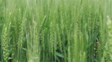 Yeşil buğday kontrol el