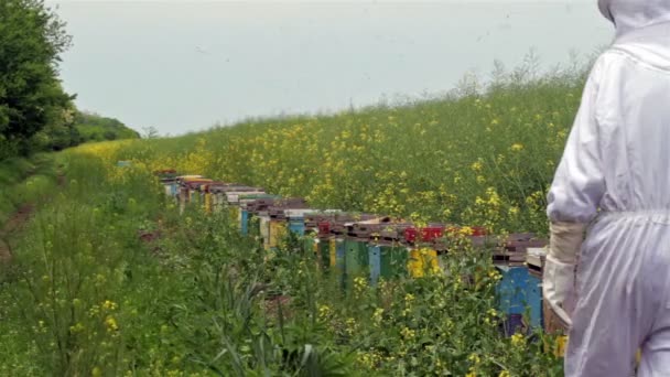 养蜂人检查他的蜂箱 — 图库视频影像