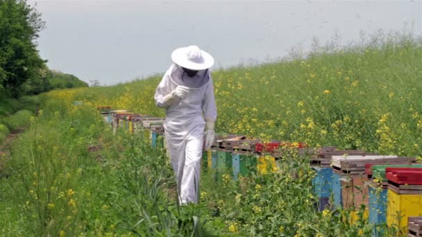 Imker inspiziert seine Bienenstöcke — Stockvideo