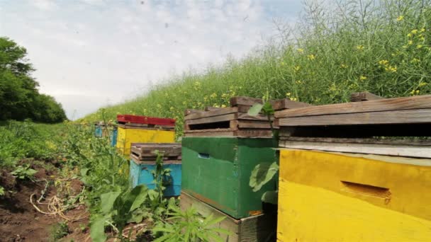 Beehives in the springtime — Stock Video