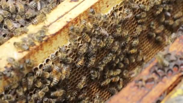 Macro primer plano de las abejas que trabajan en la colmena — Vídeos de Stock