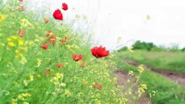 Gebied van poppy cand koolzaad bloemen in de wind — Stockvideo