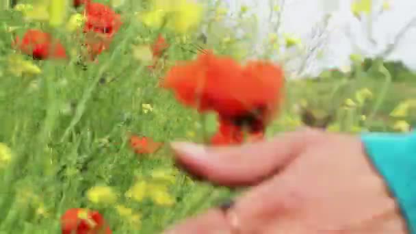 Hand att vidröra blommor i ett fält — Stockvideo