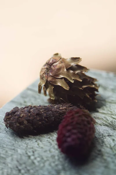 pine cones with selective focus