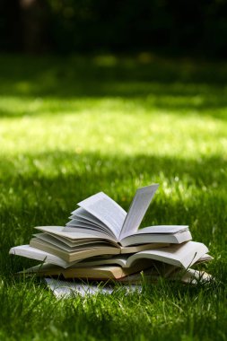 çimenlerin üzerinde yeşil bir parkta açın