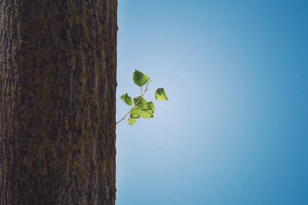Крупним планом зелена гілка на стовбурі дерева — стокове фото