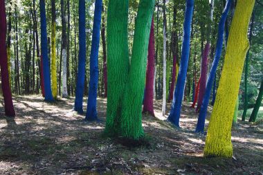 boyalı ağaçları ile orman