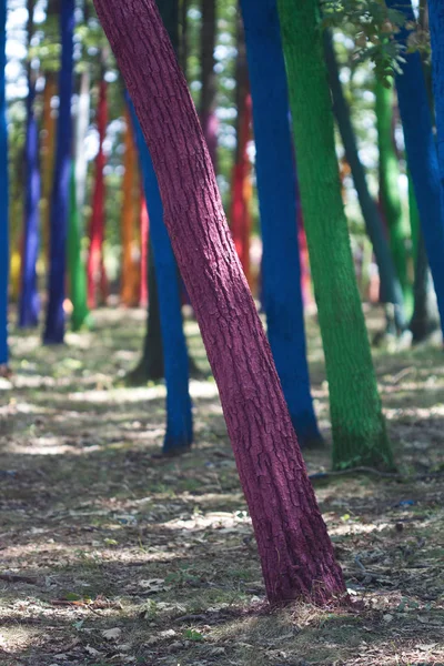 boyalı ağaçları ile orman