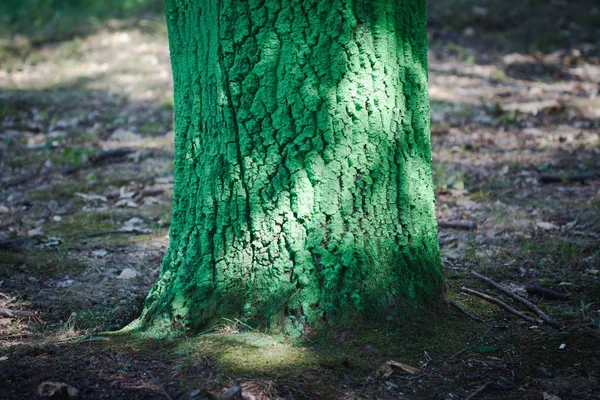 Ліс з пофарбованими деревами — стокове фото