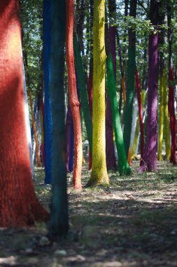boyalı ağaçları ile orman