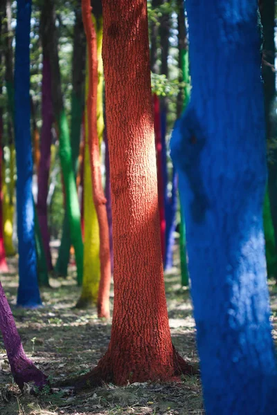 boyalı ağaçları ile orman