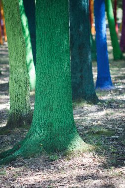 boyalı ağaçları ile orman