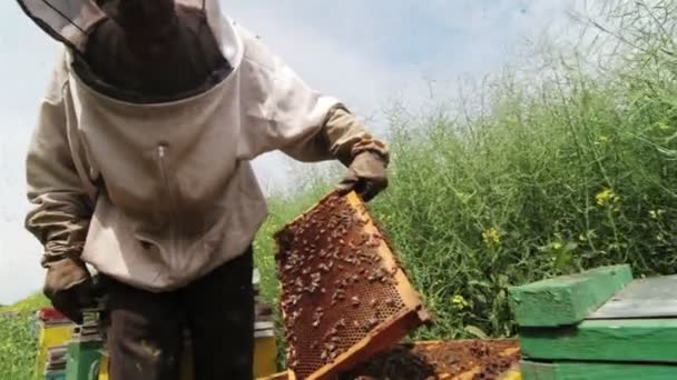 Närbild Biodlare Skydd Kostym Att Honung Kam Från Gul Bikupa — Stockvideo