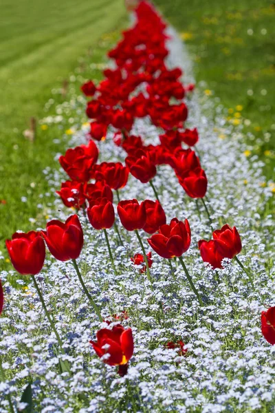 Linha de tulipas vermelhas florescem em um parque — Fotografia de Stock