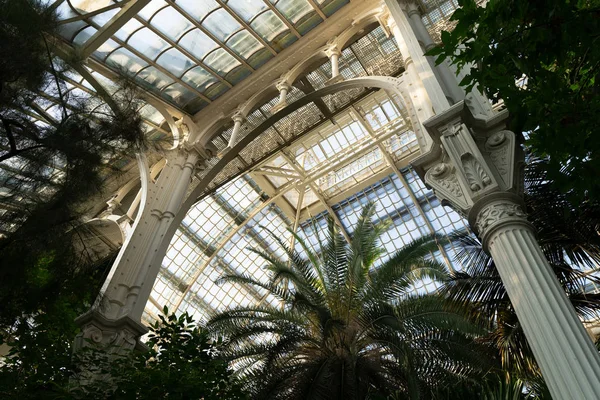 Palmera en el Palacio Schonbrunn —  Fotos de Stock