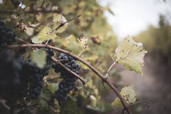 Videira de uva com uvas e folhas na vinha — Fotografia de Stock