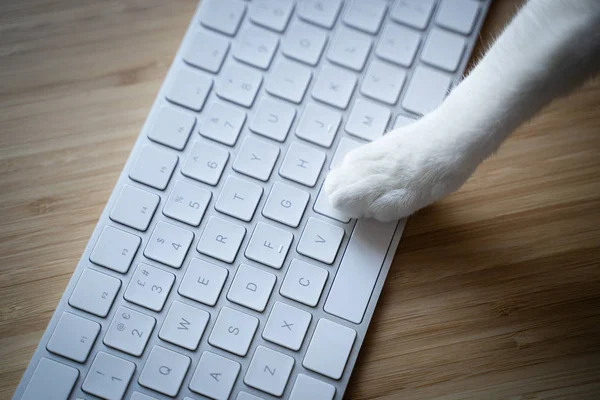 kitten paw on white keyboard