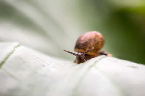 Yeşil yaprakları boyunca salyangoz tarar