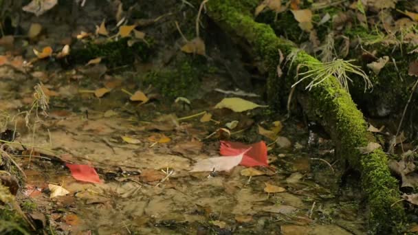 Hojas rojas cayendo en un arroyo forestal — Vídeo de stock