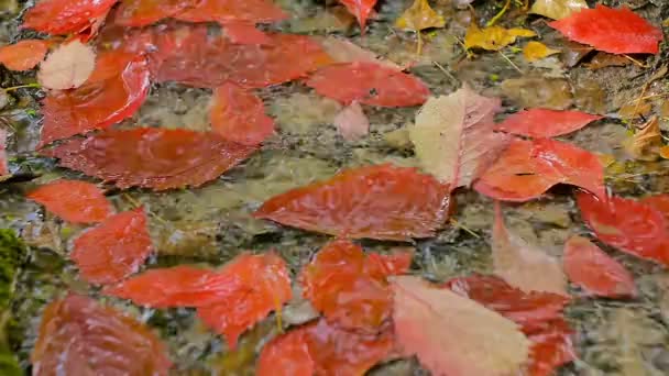 Φθινοπωρινά φύλλα στη βροχή — Αρχείο Βίντεο