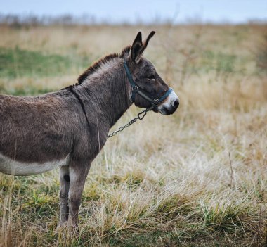 Bir zincirle bağlı olan yalnız hüzünlü gri eşek, sahada duruyor ve kendini önünde görünüyor.