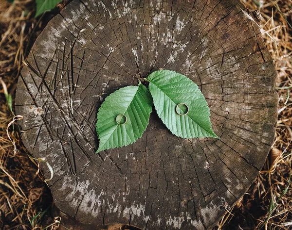 Beautiful Gold Wedding Rings Green Leaf Wood Background Stump — Stock Photo, Image