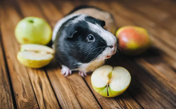 Eskiden şiling şimdi domuz sulu meyve denemek istiyor. Elma. ahşap bir arka plan üzerinde. Eskiden şiling şimdi pigs besleme.