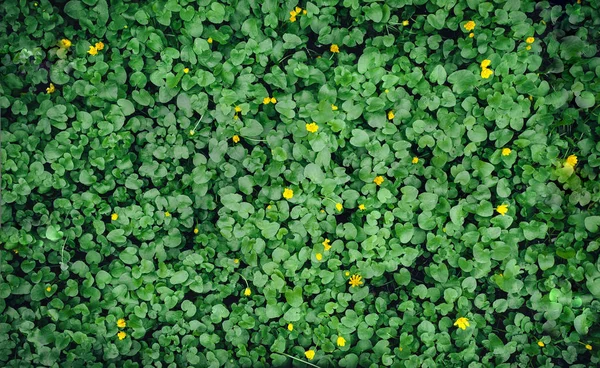 多くの小さい緑の葉 テクスチャ — ストック写真
