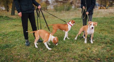 Amerikan Staffordshire Terrier yavru onların sahibi ile parkta yürümek. Safkan doğurmak.