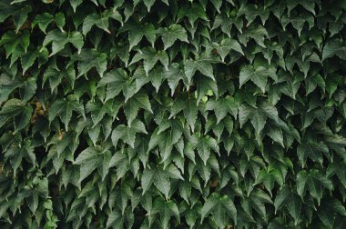 Yeşil sarmaşık duvar portre üzerinde bırakır. Yabani üzüm