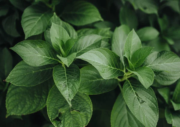 Ortanca bitkiler closeup yeşil yaprakları