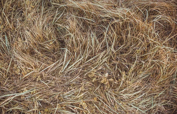 秋の野草が 平面図 小麦草 — ストック写真