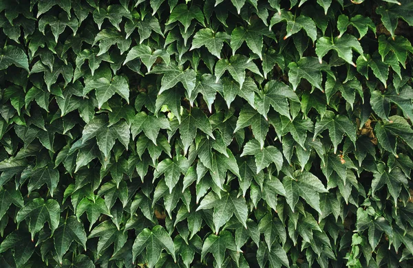 昼間緑の葉のクローズ アップ 自然の背景 テクスチャ — ストック写真