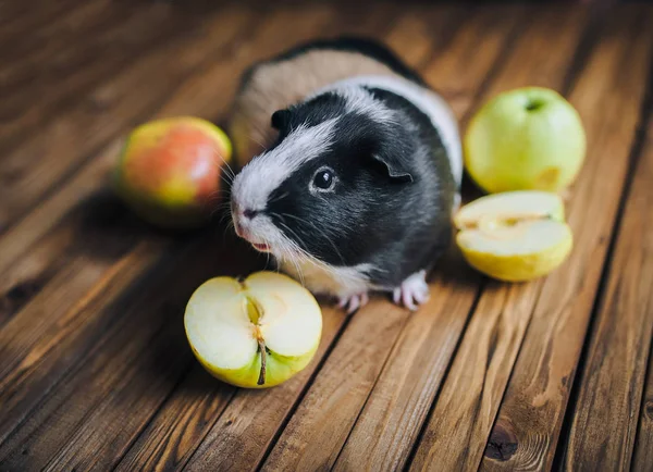 Guinea Pig Quiere Probar Fruta Jugosa Manzanas Sobre Fondo Madera — Foto de Stock