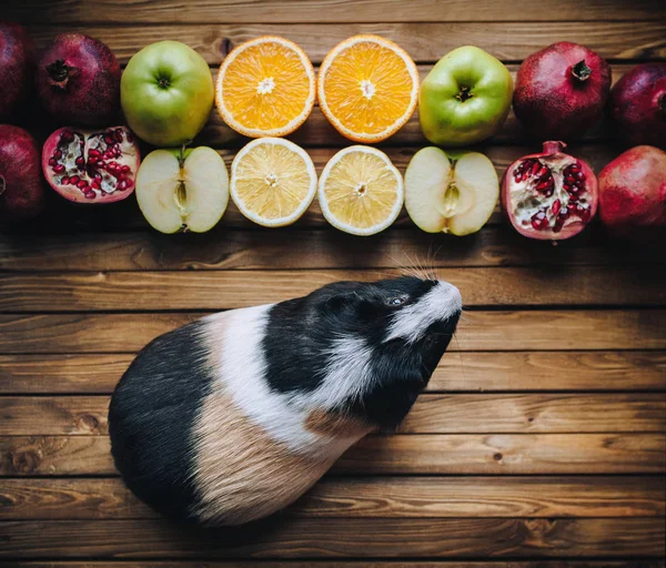 Guinea Pig Wants Try Juicy Fruit Apples Oranges Lemons Grenades — Stock Photo, Image