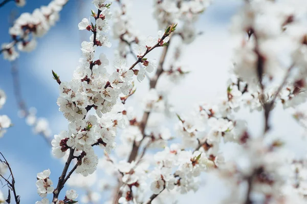 Ağaç dallarını kiraz çiçekleri. Genç çiçek bahar. Dalları ile güneş ışığı