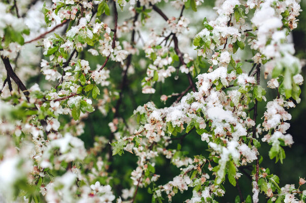 Tree Branches Cherry Blossoms Spring Young Flowers Sunlight Branches — Stock Photo, Image