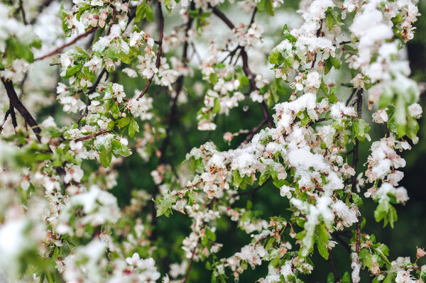 Tree Branches Cherry Blossoms Spring Young Flowers Sunlight Branches Royalty Free Stock Images