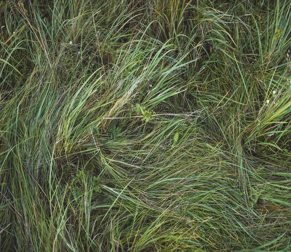 Closeup Green Grass Daytime Nature Background Texture — Stock Photo, Image